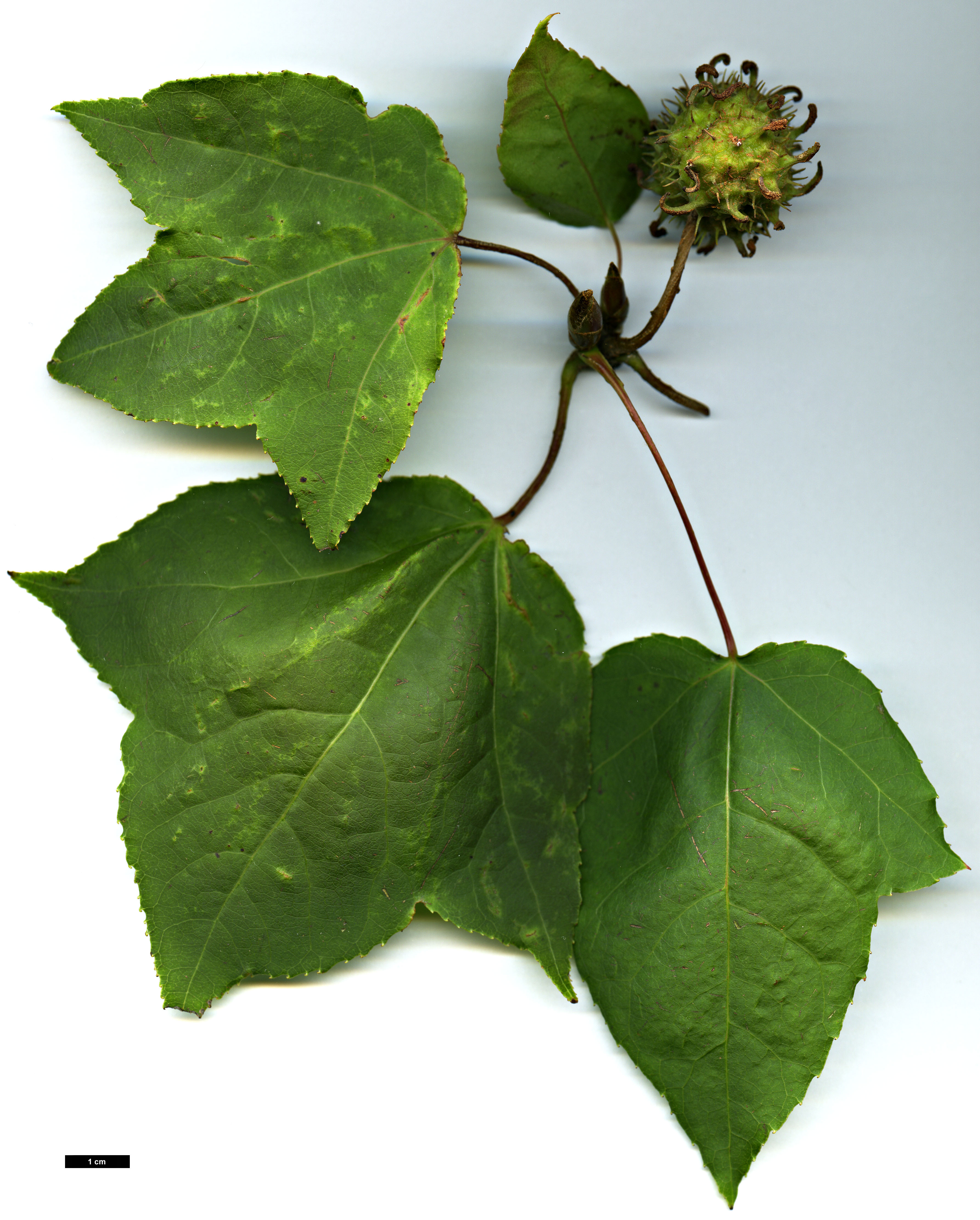 High resolution image: Family: Altingiaceae - Genus: Liquidambar - Taxon: formosana - SpeciesSub: Monticola Group